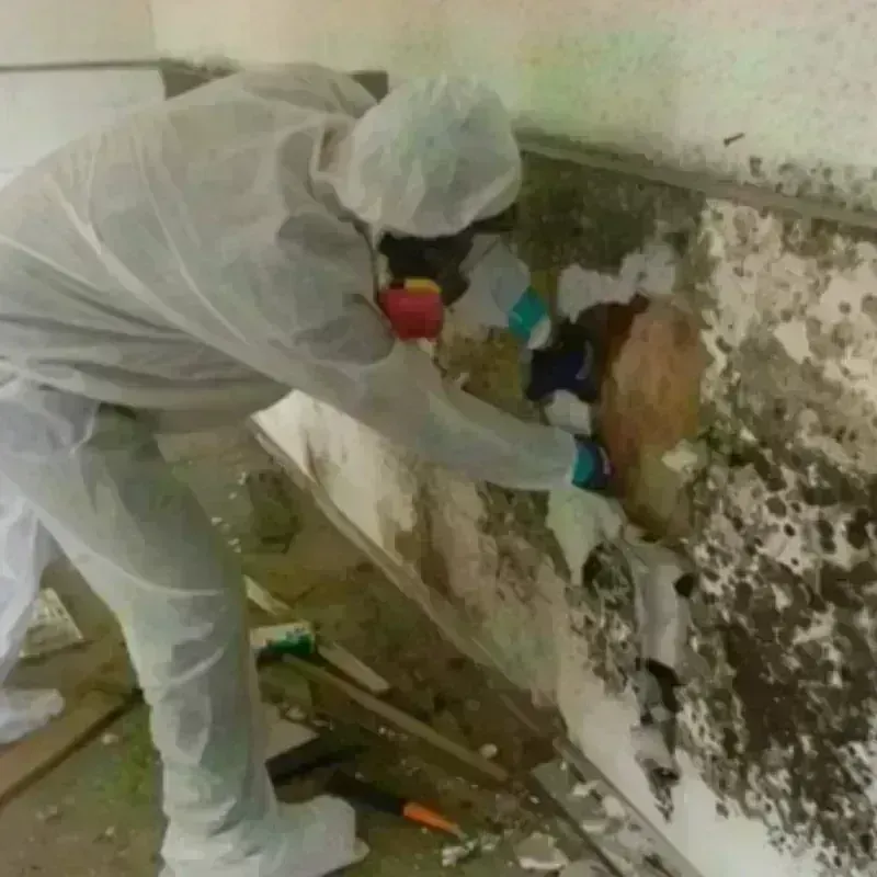 Mold Remediation and Removal in Las Ochenta, PR